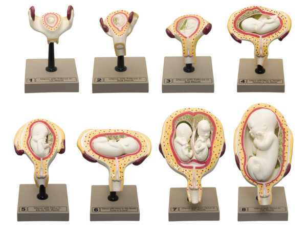 Human Feet Model Set