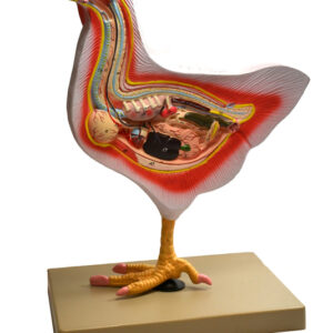 Eisco Labs Model Bird Dissection Rooster