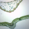 Leaves Composite - Cross Section - Prepared Microscope Slide - 75x25mm
