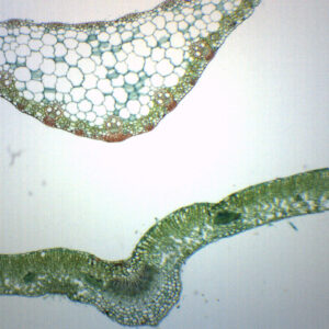 Leaves Composite - Cross Section - Prepared Microscope Slide - 75x25mm