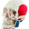 Human Adult Skull Model with Muscle Details - Key Card