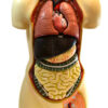 Human Torso Model without Head
