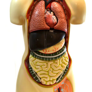Human Torso Model without Head