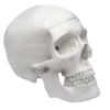 Human Adult Skull Anatomical Model 3 Part