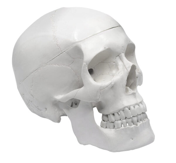 Human Adult Skull Anatomical Model 3 Part