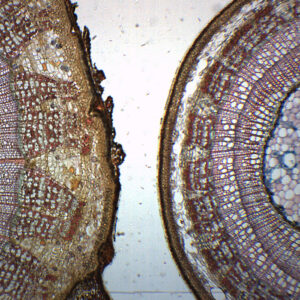 Tilia, 2-3 Year Old Stem - Cross Section - Prepared Microscope Slide - 75x25mm