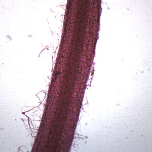 Grass Root - Prepared Microscope Slide - 75x25mm