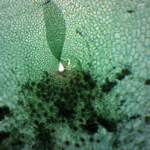 Fern Prothallium - Prepared Microscope Slide - 75x25mm