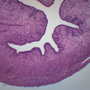 Female Uterus - Prepared Microscope Slide - 75x25mm