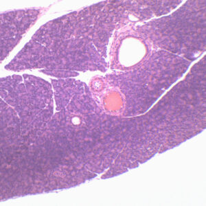 Pancreas Section (Mammal) - Prepared Microscope Slide - 75x25mm