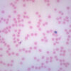 Human Blood Smear - Prepared Microscope Slide - 75x25mm