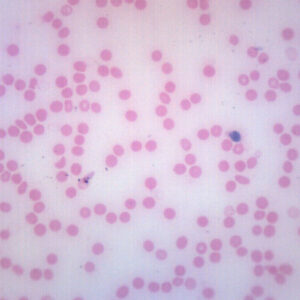 Human Blood Smear - Prepared Microscope Slide - 75x25mm