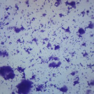 Human Mouth Bacteria - Wholemount - Prepared Microscope Slide - 75x25mm