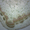 Herbaceous & Woody Stems - Prepared Microscope Slide - 75x25mm