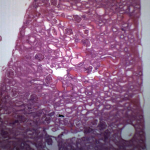 Frog Kidney Section - Prepared Microscope Slide - 75x25mm