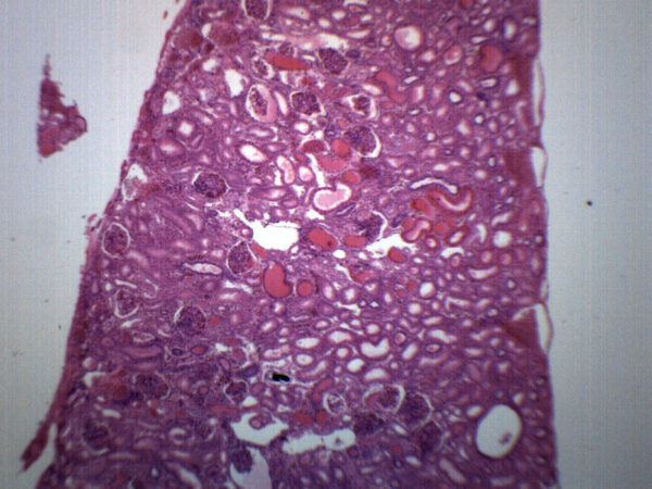 Frog Kidney Section - Prepared Microscope Slide - 75x25mm