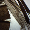 Musca Domestica - Prepared Microscope Slide - 75x25mm