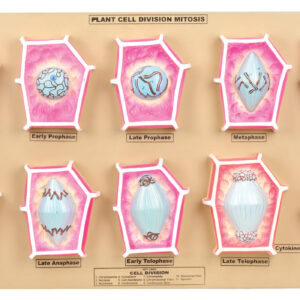 Plant Mitosis Model - Eisco Labs