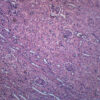 Kidney Section Human - Prepared Microscope Slide - 75x25mm
