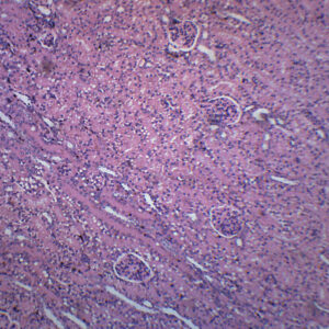 Kidney Section Human - Prepared Microscope Slide - 75x25mm