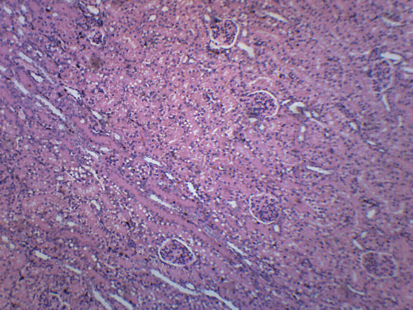 Kidney Section Human - Prepared Microscope Slide - 75x25mm