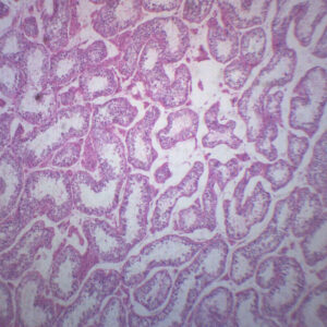 Human Testi - Cross Section - Prepared Microscope Slide - 75x25mm