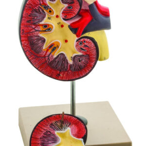 Eisco Life-Size Human Kidney with Adrenal Gland Model 2 Parts