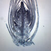 Elodea Stem Tip - Cross Section - Prepared Microscope Slide - 75x25mm