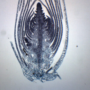 Elodea Stem Tip - Cross Section - Prepared Microscope Slide - 75x25mm