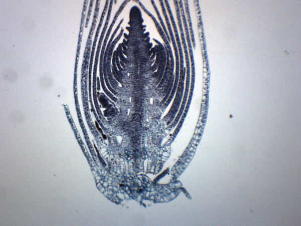 Elodea Stem Tip - Cross Section - Prepared Microscope Slide - 75x25mm