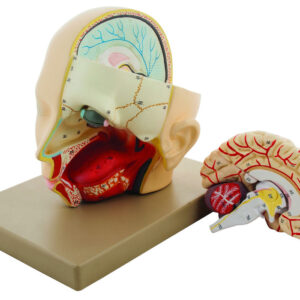 Eisco Life-Size Premium Human Head with Brain Model 3 Parts