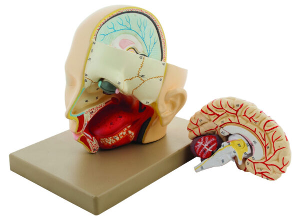 Eisco Life-Size Premium Human Head with Brain Model 3 Parts