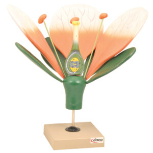 Flower Cross Section Model - 10X Life Size