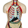 Eisco Life-Size Sexless Human Torso Model 13 Parts