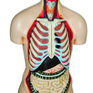 Eisco Life-Size Sexless Human Torso Model 13 Parts