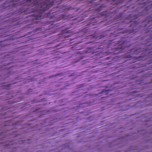 Smooth Muscle Mammal - Prepared Microscope Slide - 75x25mm