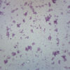 Proteus Vulgaris Smear - Prepared Microscope Slide - 75x25mm