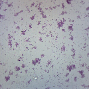 Proteus Vulgaris Smear - Prepared Microscope Slide - 75x25mm