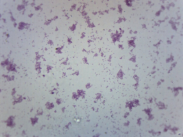 Proteus Vulgaris Smear - Prepared Microscope Slide - 75x25mm