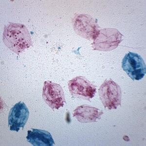 Rotifers Mixed Fresh Water - Prepared Microscope Slide - 75x25mm