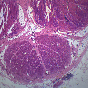Mammalian Penis - Cross Section - Prepared Microscope Slide - 75x25mm