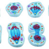Mitosis Model Set of 8 Models - Enlarged - 4" x 5.8" Each - Eisco Labs