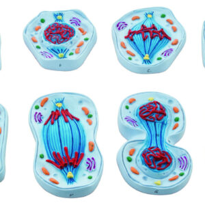 Mitosis Model Set of 8 Models - Enlarged - 4" x 5.8" Each - Eisco Labs