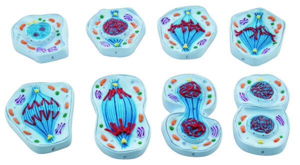 Mitosis Model Set of 8 Models - Enlarged - 4" x 5.8" Each - Eisco Labs
