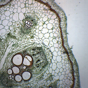 Pumpkin Stem - Prepared Microscope Slide - 75x25mm