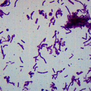 Bacillus Smear, Gram-Negative - Prepared Microscope Slide - 75x25mm