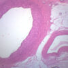 Human Artery & Vein - Prepared Microscope Slide - 75x25mm