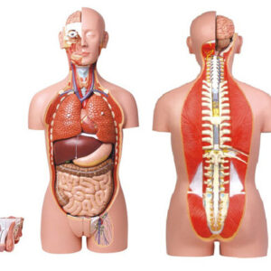 buy Dual-Sex Torso-27 parts best price in nigeria from Allschoolabs.com