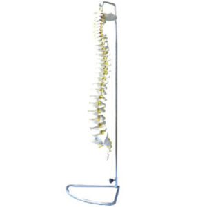 buy Spine Model(Flexible) best price in nigeria from Allschoolabs.com