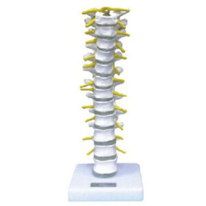 buy Thoracic Vertebra Model best price in nigeria from Allschoolabs.com